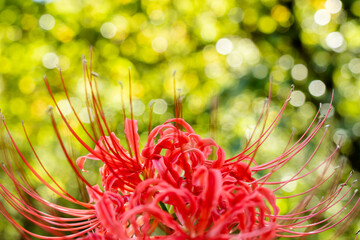 【秋】クローズアップした1輪の彼岸花
 Red spider lily