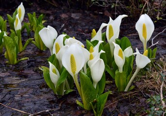 水芭蕉