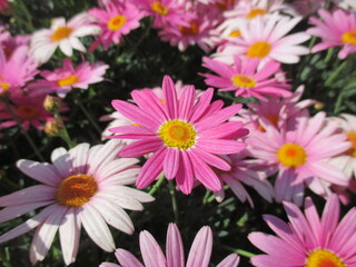 Obraz na płótnie Canvas 春の花壇に美しく咲き誇る、ピンク色のオステオスペルマム