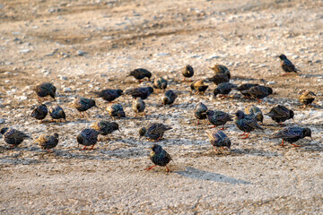 A flock of Blackbirds eating seeds on the ground