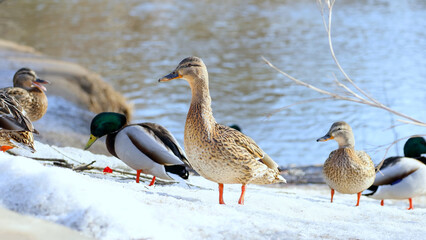 Wild ducks and drakes. A flock of ducks in early spring.