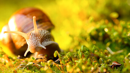 A snail creeps on moss.