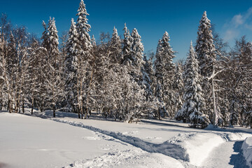 Snowfall in pine winter forest. Branches were covered with frost and snow. Cold temperature froze fir needles. White trees waiting for blizzard