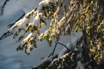 Pine branches are covered with snow. Blizzard in fabulous frosty winter forest. Coniferous needles in hoarfrost and ice. Firs after snowfall.