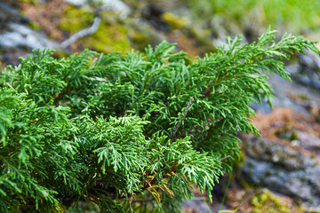 Branch of evergreen Thuja. Ornamental deciduous plant for garden, living art. Wood for landscaping industrial cities in landscape design.