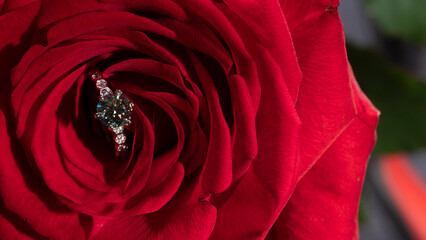 beautiful diamond ring on a red rose petal