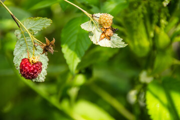 Red raspberries on green branches in sunny summer garden. Harvest fruits for dessert. Leaves and stems form fruit bush.
