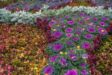 Purple flowers of Brassica Oleracea in autumn park. Ornamental cabbage in bed after rain. Yellow leaves