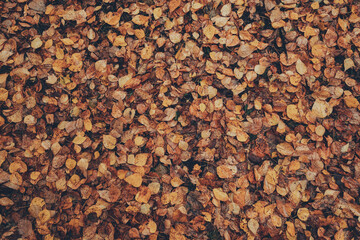 Yellow leaves in autumn forest as background. Rainy weather in city park.