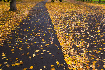 Yellow leaves on sidewalk in city park after rain. Weather gives sadness and melancholy. Seasonal...