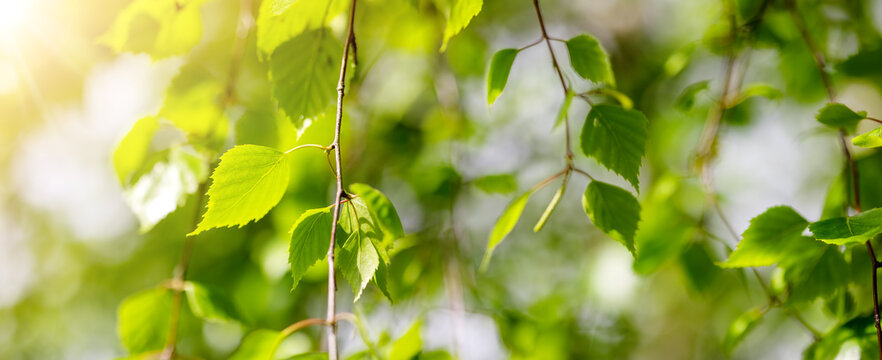 Closeup view of the birch branches with young green leaves.