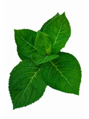Naklejka na ściany i meble Green fresh peppermint leaves isolated in white 