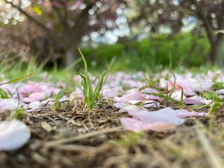 spring crocus flowers