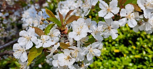 Wild Cherry Flower