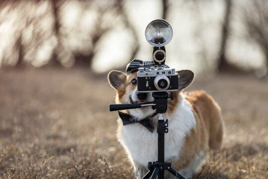 cute corgi dog photographer walks in the garden with a retro camera and tripod in a fashionable cap