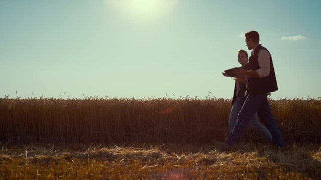 Agronomists team walking wheat field on sunny day. Summer harvesting season.