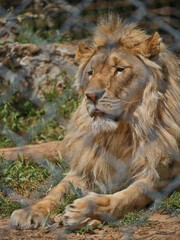 Portrait of a beautiful african lion