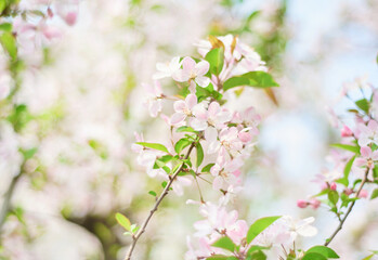 Obraz na płótnie Canvas pink begonia flowers blooming in spring