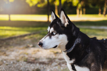 Cute Husky standing in park