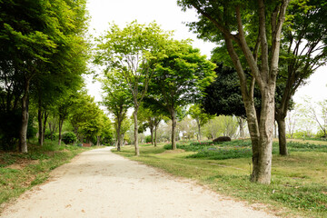 A walkway in a sparsely populated park. green leaves trees