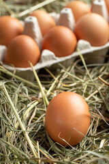 Chicken eggs in a tray and in hay.