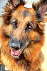 Portrait d'un beau chien berger Allemand qui pose - obrazy, fototapety, plakaty