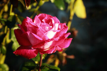 Big fuchsia red pink rose flower variety Topaz with selective focus against blurred branch with green yellow leaves and dark background with copy space. Natural floral greeting card.