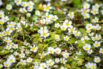 aquatic buttercup flowers (Ranunculus aquatilis) in the Giara plateau, Sardinia, Italy