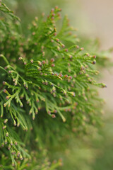 Beautiful leaves of Thuja trees on green background. Evergreen Thuja tree. Beautiful natural background. Spring nature. Thuja texture. Beautiful screensaver on your desktop. Natural green fence