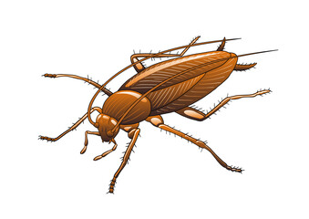 cockroach clipart
