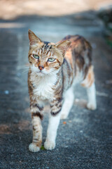 Naklejka na ściany i meble Beautiful stray cat in the urban area