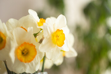 Closeup photography of bouquet from yellow narcissuses.Selective focus.