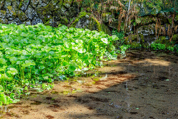 初春の浄蓮の滝　わさび田　静岡県伊豆市　Joren Falls in early spring. Wasabi fields. Shizuoka-ken Izu city.