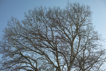 Tree without leaves with large branches. Tree in spring against blue sky. Big poplar in spring.