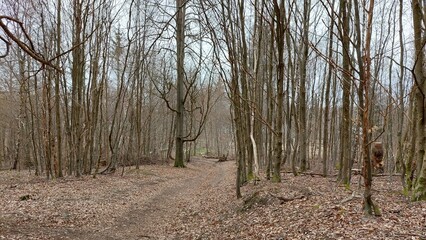 Josephsturm am Großen Auerberg im Harz