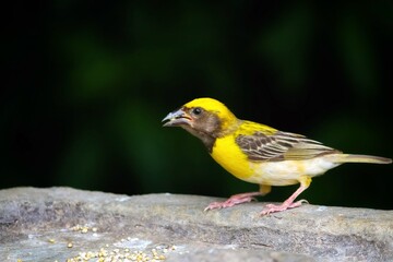Closeup of Baya weaver. Weaver bird. Ploceus philippinus.