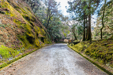 初春の天城峠　静岡県伊豆市　Amagi Pass in early spring. Shizuoka-ken Izu city.