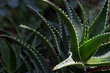 Fototapeta premium Medicinal plant. Tropical green plants. Fresh Aloe Vera in dark green background. Aloe Vera for cosmetics ingredient . Close up of Green Aloe Vera plant growing in the garden.