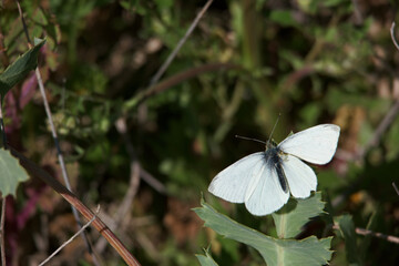 motyl wiosna owad biały rośliny łąka