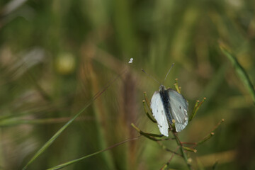 motyl wiosna owad biały rośliny łąka - obrazy, fototapety, plakaty