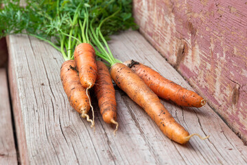 Fresh carrots with green tops lie on a cracked wooden porch on a bright sunny summer day in the village. Selective focus. Close-up