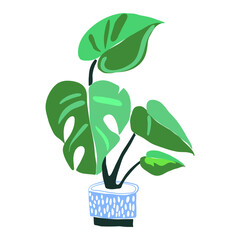 Indoor Plants. Interior design plant