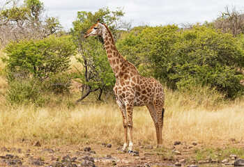 a lone giraffe next to a waterhole.