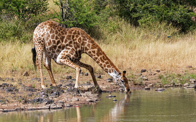 A giraffe drinking at a a waterhole