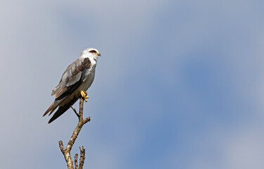Black winged kite on a perch.