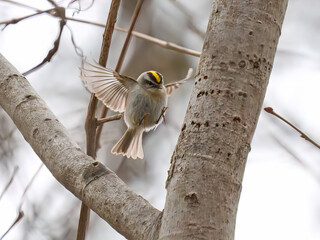 Kinglet fly bird in flight on a branch