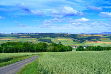 Fototapeta na wymiar beautiful summer landscape, green fields of ripening wheat, forest behind the hill, trees and blue sky in the background, the concept of beauty of nature, preservation of ecology, growing crops