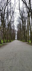 Fototapeta na wymiar road in the wood Alejka Park