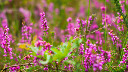 Bruyères et fougères dans la forêt des Landes de Gascogne