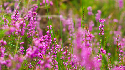 Naklejka premium Bruyères et fougères dans la forêt des Landes de Gascogne